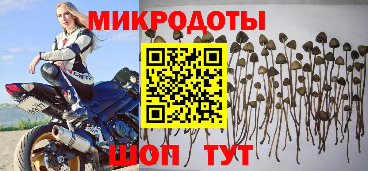 Галлюциногенные грибы GOLDEN TEACHER Славянск-на-Кубани